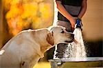 Labrador drinking water from the hose that is being used to fill the bucket.