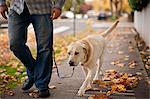 Mid adult man and labrador dog on a walk.