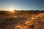 Australia, Northern Territory, Alice Springs, Field at sunset