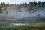 Sweden, Narke, Scenic view of forest and marsh