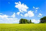 Pastoral landscape of Biei-cho, Hokkaido, Japan