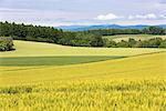 Patchwork road, Biei town, Hokkaido, Japan