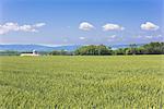 Pastoral landscape of Kunneppu, Hokkaido, Japan