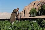 A famer works in potato fields with the ancient Buddha niches visible in the distance in Bamiyan Province, Afghanistan, Asia