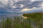 Reeds at Lake Neusiedl with Sun at Weiden am See, Burgenland, Austria