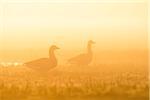 Greylag Geese (Anser anser) in Morning Mist at Sunrise, Hesse, Germany