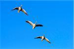 Greylag Geese (Anser anser) Flying, Hesse, Germany