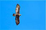 Golden Eagle (Aquila chrysaetos) Flying in Gran Paradiso Nationalpark, Italy