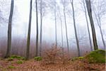 Beech Forest (Fagus sylvatica) and Felsenmeer in Morning Mist, Odenwald, Hesse, Germany