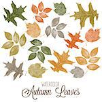 Set of watercolor colorful autumn leaves. Vector illustration.