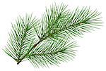 Green fluffy pine branch symbol of new year. Isolated on white background. Illustration in vector format