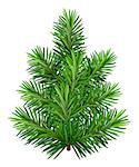 Green young Christmas tree isolated on white background. Illustration in vector format
