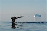 Humpback Whale tail with iceberg on backgrownd