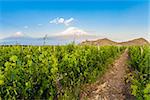 Grape field in Ararat valley. View of Khor Virap and Mount Ararat