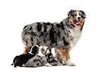 Mom Australian Shepherd and her crossbreed puppies feeding isolated on white