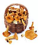 Fresh Raw Chanterelles with Dry Leafs and Stems in Wicker Basket closeup on White background