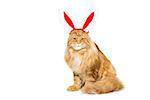 Big adorable ginger maine coon cat in christmas rabbit ears head rim. Isolated on white background. Copy space.