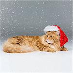 Big ginger maine coon cat in christmas santa cap over snow background. Copy space. Square composition.