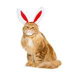Big adorable ginger maine coon cat in christmas rabbit ears head rim. Isolated on white background. Copy space. Square composition.