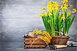 Bunch yellow narcissus in wattled basket at blue wooden board