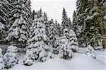 Snow covered spruce forest with light snowfall.