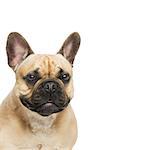 Portrait of beautiful young French buldog girl dog.  Isolated over white background. Closeup studio shot. Copy space. Square composition.