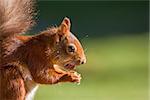 British native Red Squirrel with hazelnut on Brownsea Island, Dorset.