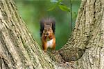 British native Red Squirrel in tree cleft on Brownsea Island, Dorset.