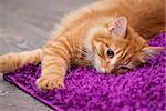 beautiful little fluffy kitten lying on a carpet