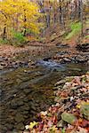 a tranquil stream meanders through the woodland. a forest preserve near chicago, cook county illinois awakens in autumn colors carrying fallen leaves downstream.