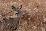 alert deer poses in the middle of a prairie on a cool autumn day, barren trees and fallen leaves make a natural background.