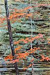 Moss and lichen mix their bluish green hues onto a scarred sandstone canyon wall. A maple tree reaches upward while changing to its autumn orange colors. Together, they provide a unique palette for autumn to display its artistry.