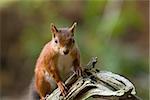 British native Red Squirrel on old tree branch on Brownsea Island, Dorset