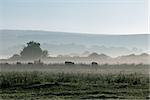 Misty morning looking towards South Downs with cows grazing in meadow.