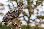 European or Eurasian Eagle Owl, Bubo Bubo sitting on a tree