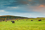 Herd of cows at green field