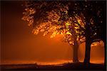 Beautiful glowing trees lit up during a misty night from a single orange streetlight behind. Autumn leaves falling on the ground with dark shadows