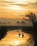 Swans gliding on water-filled dyke at daybreak on Pevensey Levels in East Sussex.