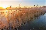 Reeds at Sunrise in Winter, Hesse, Germany