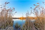 Lake and Reeds in Winter, Hesse, Germany