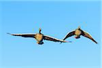 Greylag Geese (Anser anser) Flying, Hesse, Germany