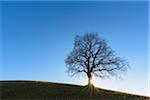 Old Oak Tree in Winter, Odenwald, Hesse, Germany