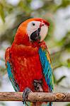 Adult scarlet macaw (Ara macao), Amazon National Park, Loreto, Peru, South America