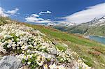 Daisies and green meadows frame the blue water, Montespluga, Chiavenna Valley, Sondrio province, Valtellina, Lombardy, Italy, Europe