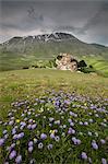 Colorful flowers in bloom frame the medieval village, Castelluccio di Norcia, Province of Perugia, Umbria, Italy, Europe