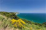 Yellow flowers on the promontory overlooking the turquoise sea, Province of Ancona, Conero Riviera, Marche, Italy, Europe