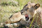 African Lion (Panthera Leo), Zambia, Africa