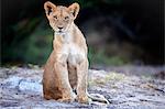 Lion cub, Chobe National Park, Botswana, Africa