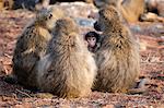 Baboon family, Botswana, Africa