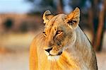 Lioness (Panthera leo), Kgalagadi Transfrontier Park, Kalahari, Northern Cape, South Africa, Africa